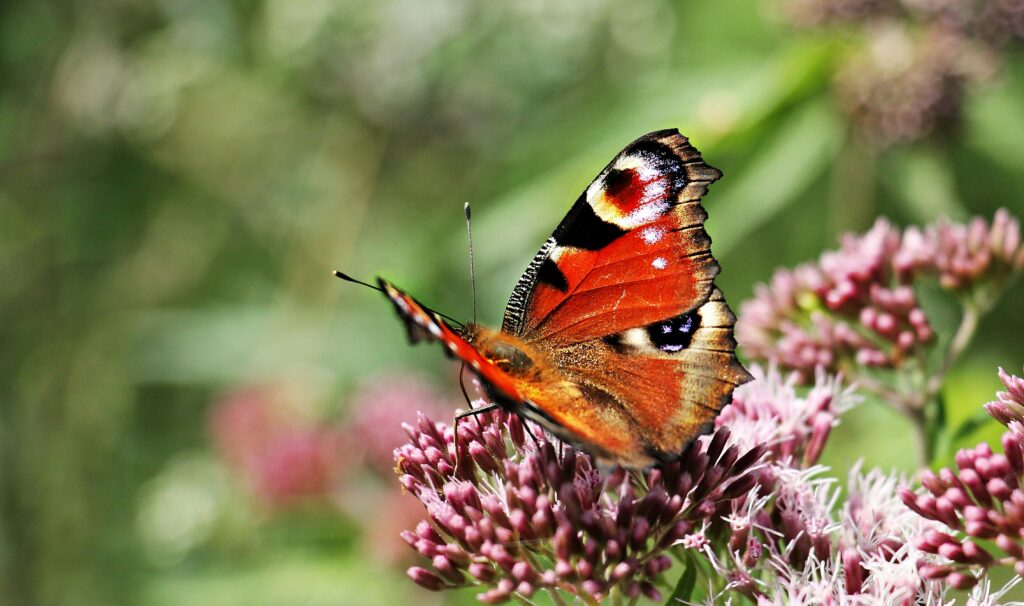 Close-up of a peacock butterfly on vibrant pink flowers in a summer garden.
