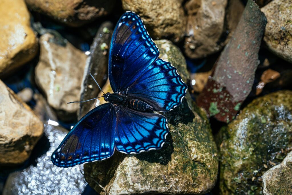 Vibrant blue butterfly resting on rocks, showcasing intricate patterns and vivid colors.