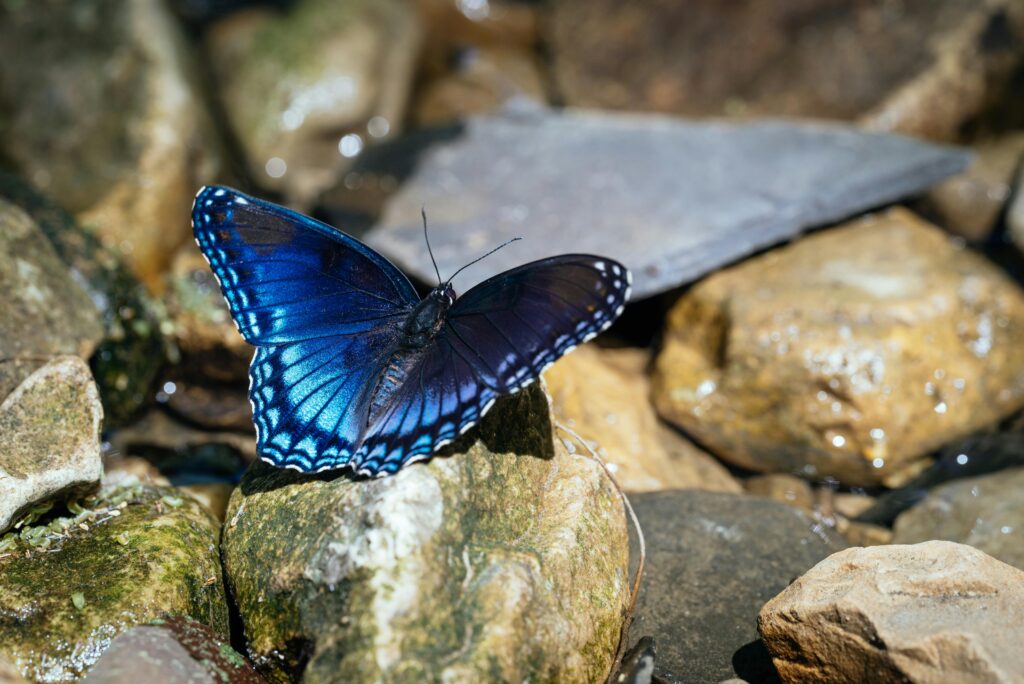 Close-up of a vibrant blue butterfly resting on rocky terrain, showcasing its detailed wings.