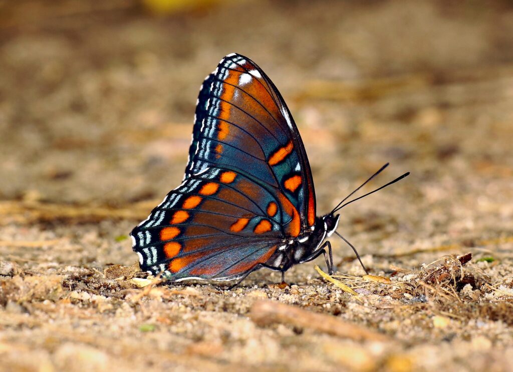 Close-up of a Red-Spotted Purple butterfly perched on sandy ground, showcasing vivid colors.