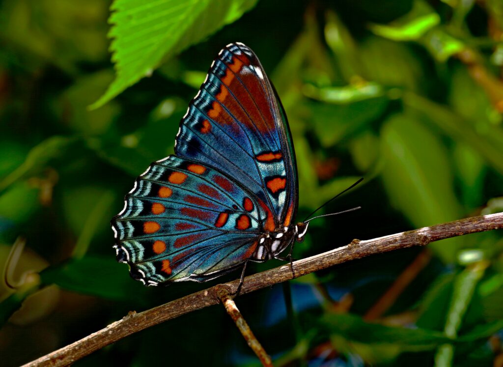 Close-up of a stunning blue and orange butterfly perched on a branch in a lush green setting.