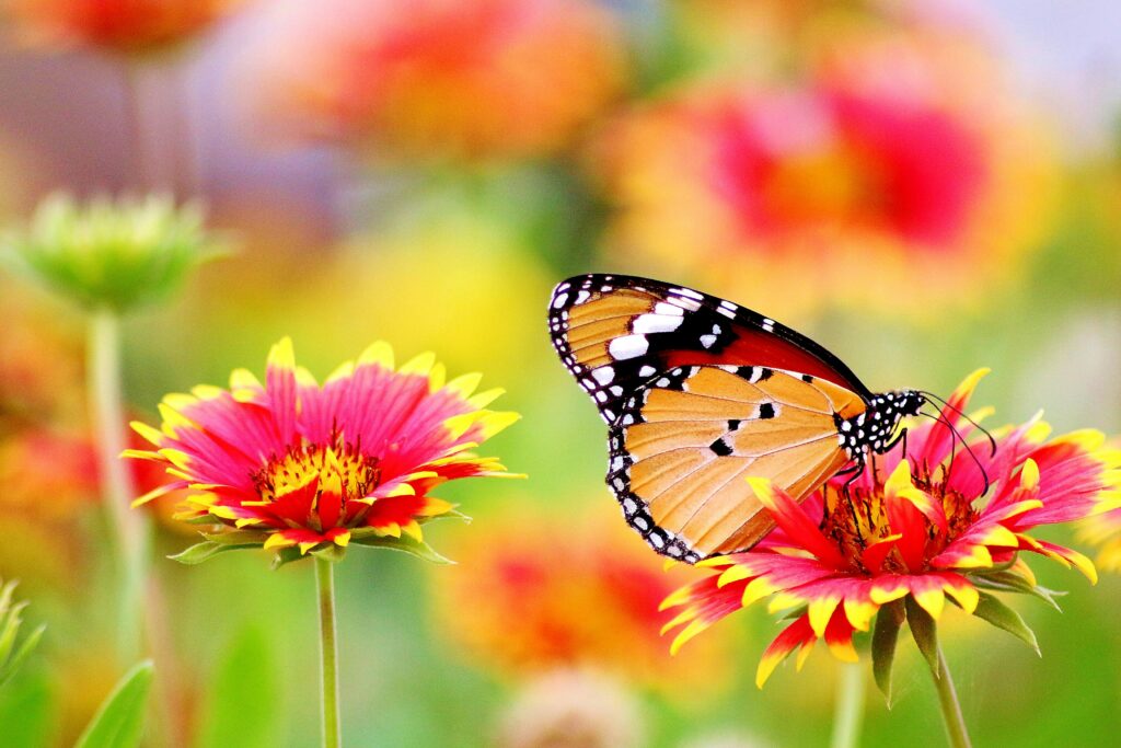 A close-up of a monarch butterfly perched on a vibrant Gaillardia flower in a blooming garden.